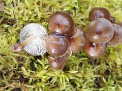 Mycena tintinnabulum