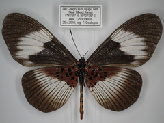 Acraea ducarmei