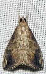 Evergestis rimosalis