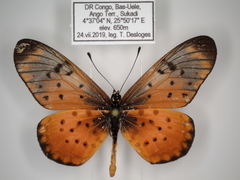 Acraea pseudegina