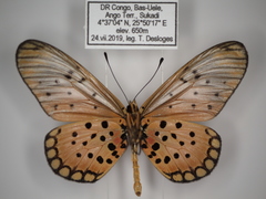 Acraea pseudegina