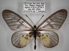 Acraea pentapolis