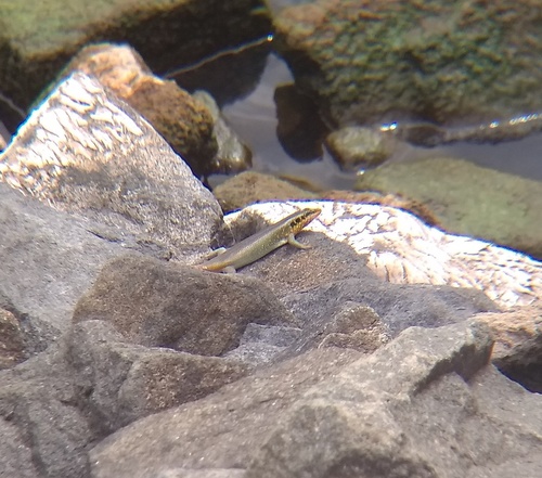 Rainbow Skink
