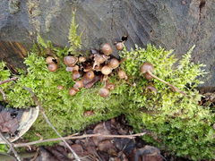 Mycena tintinnabulum