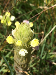 Castilleja rubicundula lithospermoides