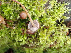 Mycena tintinnabulum
