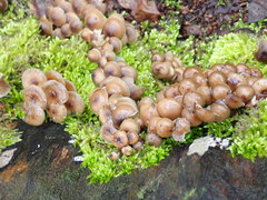 Mycena tintinnabulum