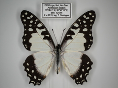 Graphium angolanus baronis