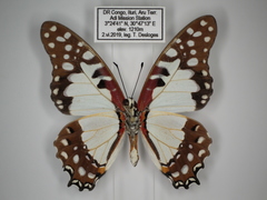 Graphium angolanus baronis