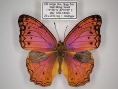 Lachnoptera anticlia