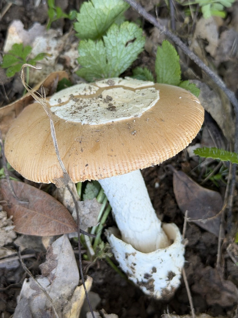 Amanita velosa · February 2026 · photo: © irinamitine (iNaturalist, cc-by)