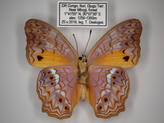 Lachnoptera anticlia