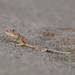Laungwala Long-headed Lizard - Photo (c) Barna Takats, some rights reserved (CC BY-NC), uploaded by Barna Takats