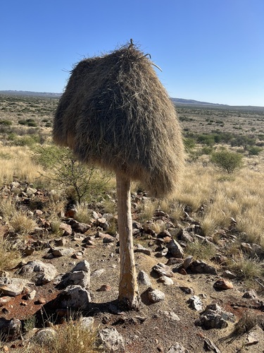 Quiver Tree