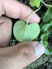 Dichondra donelliana