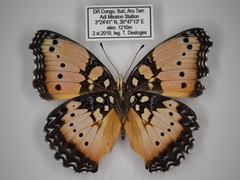 Precis octavia octavia