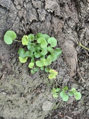 Dichondra donelliana
