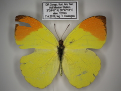 Afrodryas leda