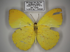 Afrodryas leda