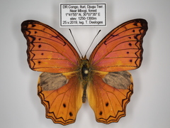 Lachnoptera anticlia