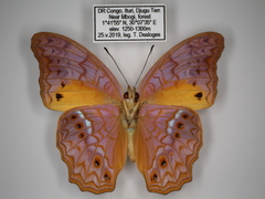 Lachnoptera anticlia