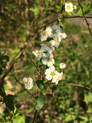 Spiraea prunifolia pseudoprunifolia