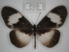 Acraea ducarmei
