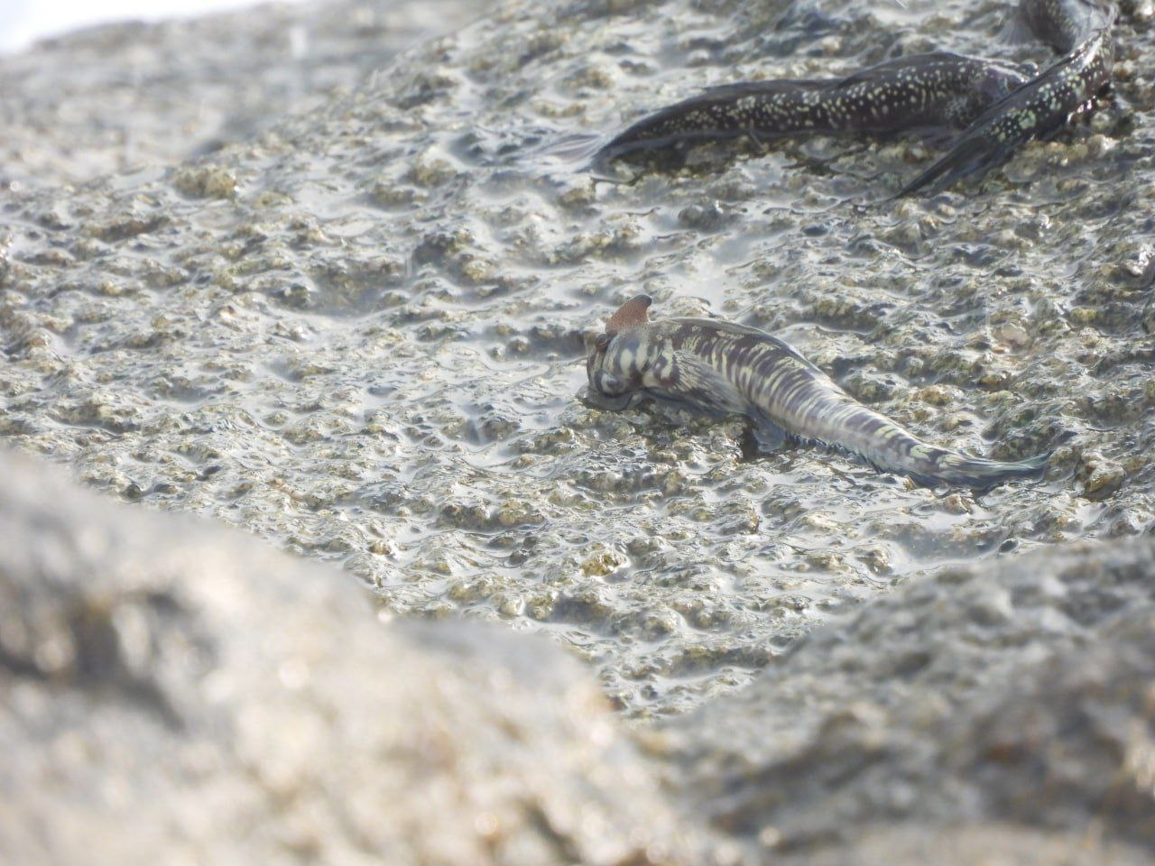 Montano's Rockskipper photo 4