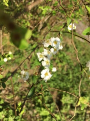 Spiraea prunifolia pseudoprunifolia