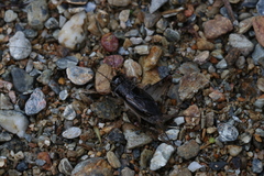 Velarifictorus grylloides