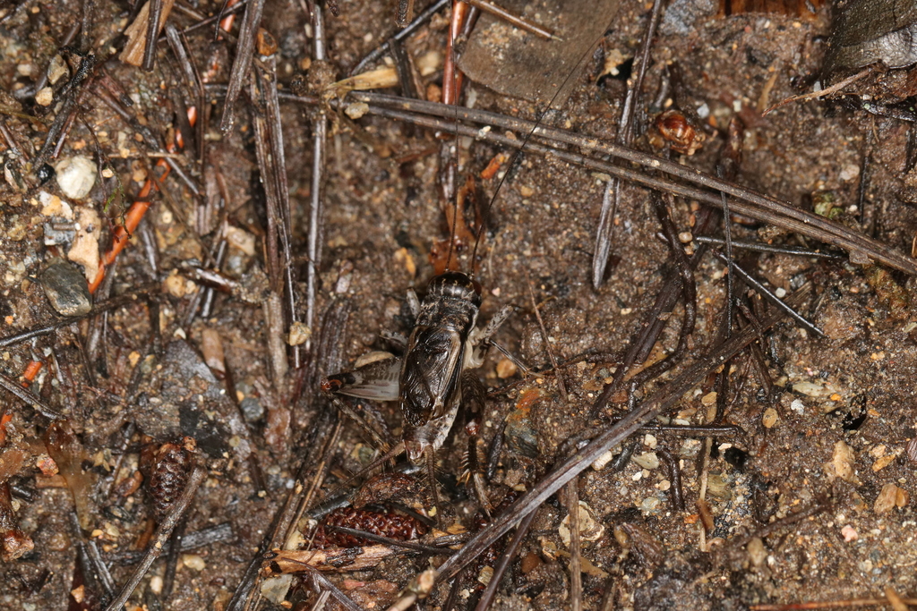 Velarifictorus grylloides