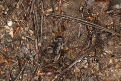 Velarifictorus grylloides