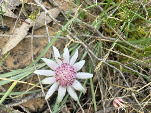 Actinotus forsythii, 2026-02-09