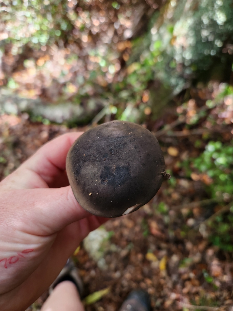 Tylopilus formosus · February 2026 · photo: © chel123 (iNaturalist, cc0)