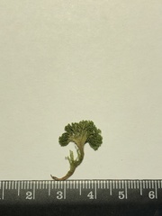 Eucladium verticillatum