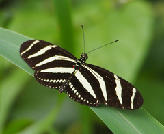 Heliconius charithonia