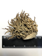 Roccella tuberculata