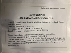 Roccella tuberculata