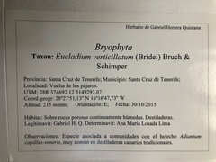 Eucladium verticillatum