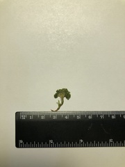 Eucladium verticillatum