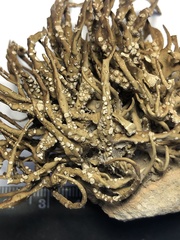 Roccella tuberculata