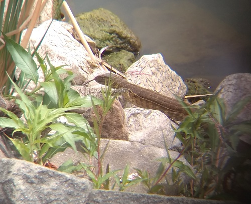 Nile Monitor