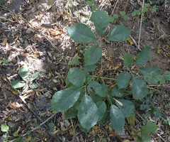 Handroanthus chrysanthus