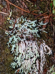 Pilophorus acicularis