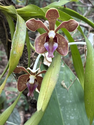 Concolor Vanda