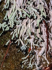 Pilophorus acicularis