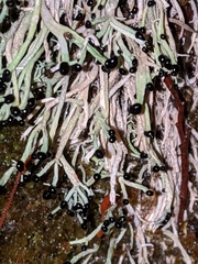 Pilophorus acicularis