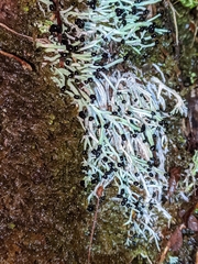 Pilophorus acicularis