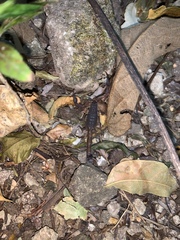 Centruroides gracilis