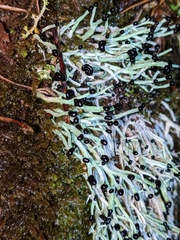 Pilophorus acicularis